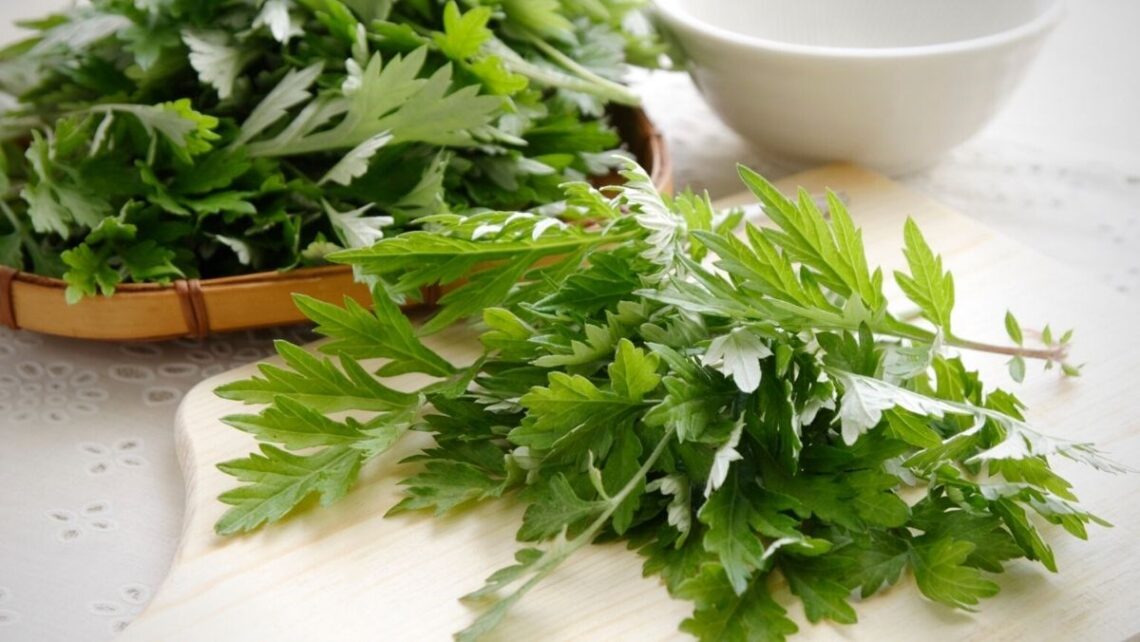 Ngải cứu rau gia vị, vị thuốc tốt