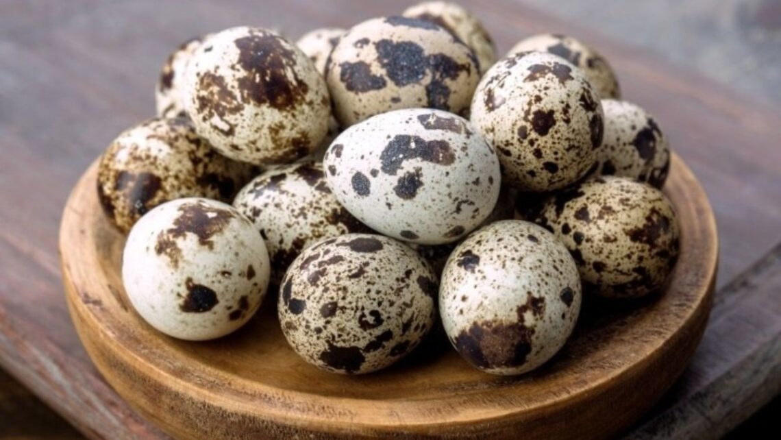 trứng chim cút giàu sắt hơn trứng gà trứng vịt