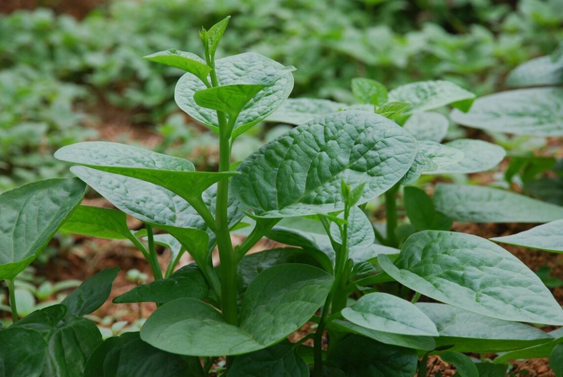 rau mồng tơi loại rau tốt cho sức khỏe