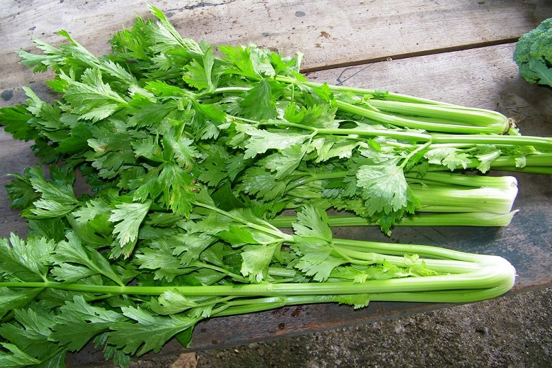 Cần tây một trong những loại rau gia vị giàu sắt nhất